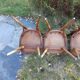 Ensemble de 4 chaises bistrot Baumann