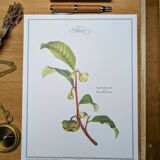 Printed in 1986, The Tea Planter. Original Vintage and Authentic.