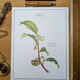 Printed in 1986, The Tea Planter. Original Vintage and Authentic.