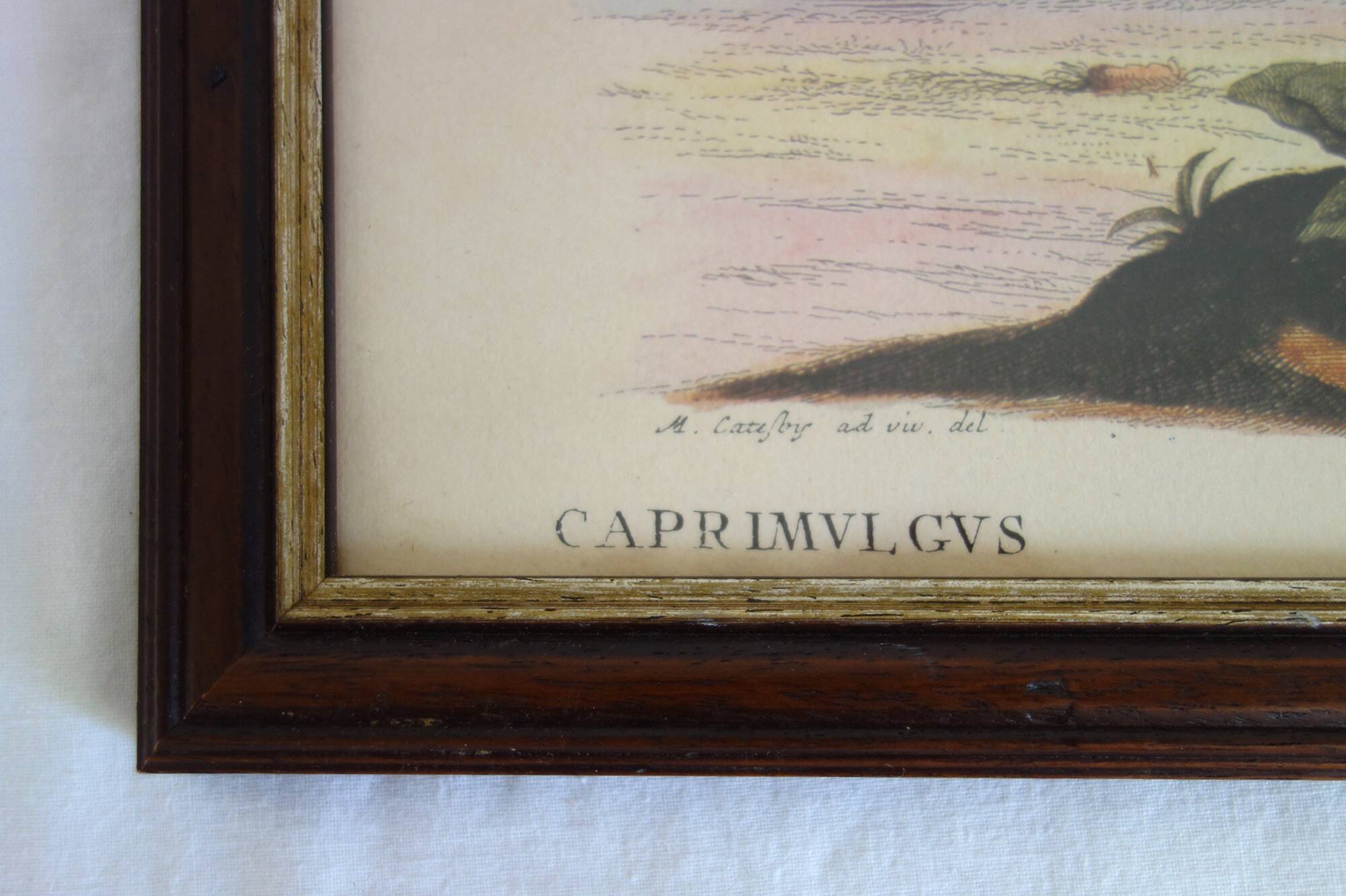 2 plates of ornithological bird engravings