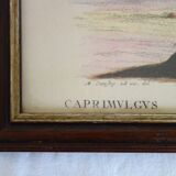 2 plates of ornithological bird engravings