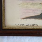 2 planches gravures ornithologiques oiseaux