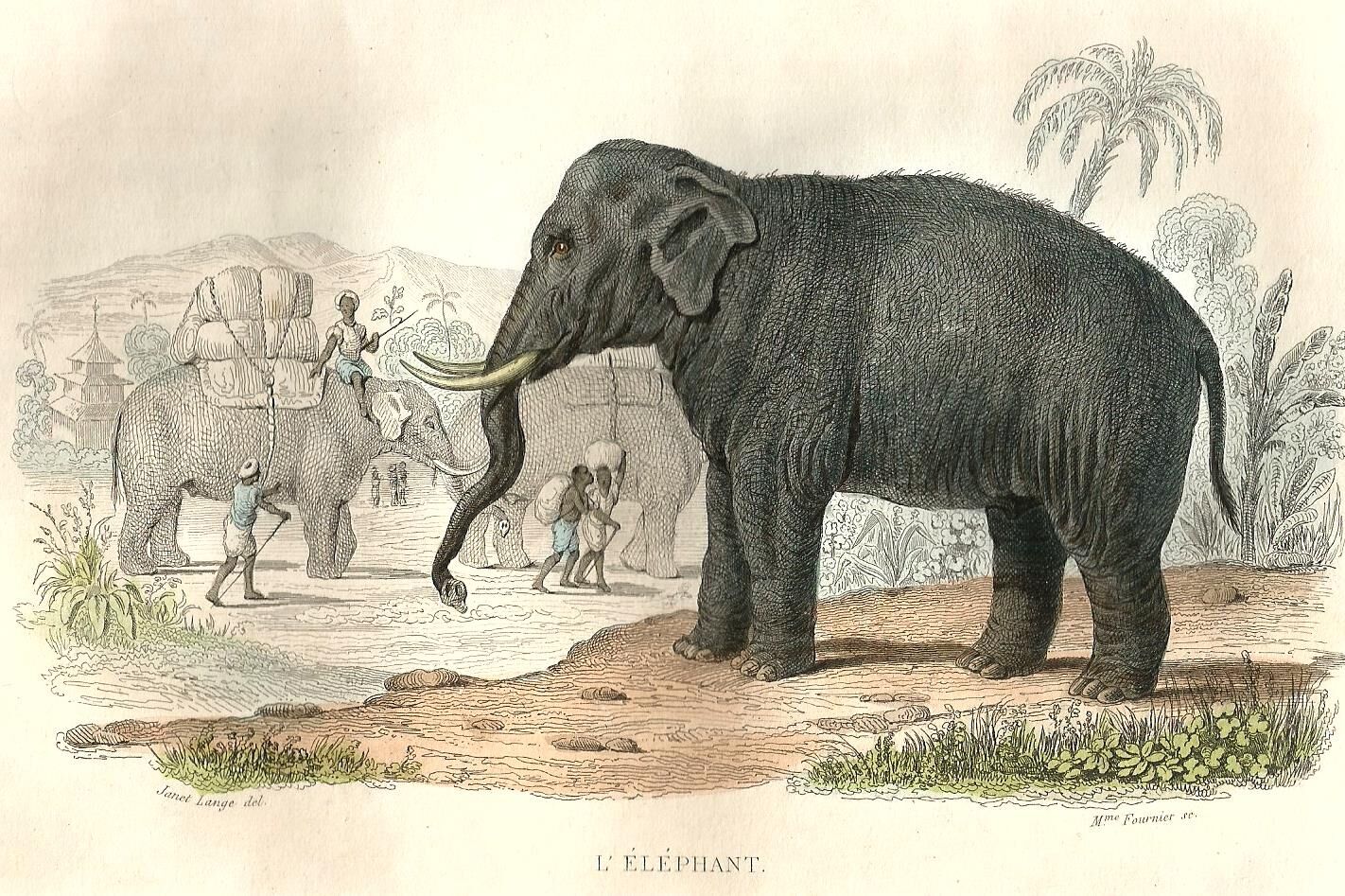 Original zoological plank "Elephant" Buffon 1848