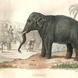 Original zoological plank "Elephant" Buffon 1848