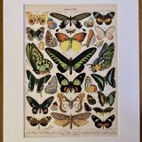 Lithograph of exotic butterflies - 1900
