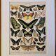Lithographie sur les papillons exotiques - 1900