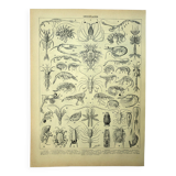 Gravure ancienne 1907 - Crustacés 2, crabe, faune marine