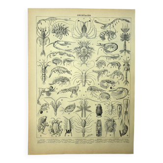 Antique engraving 1907 - Crustaceans 2, crab, marine fauna