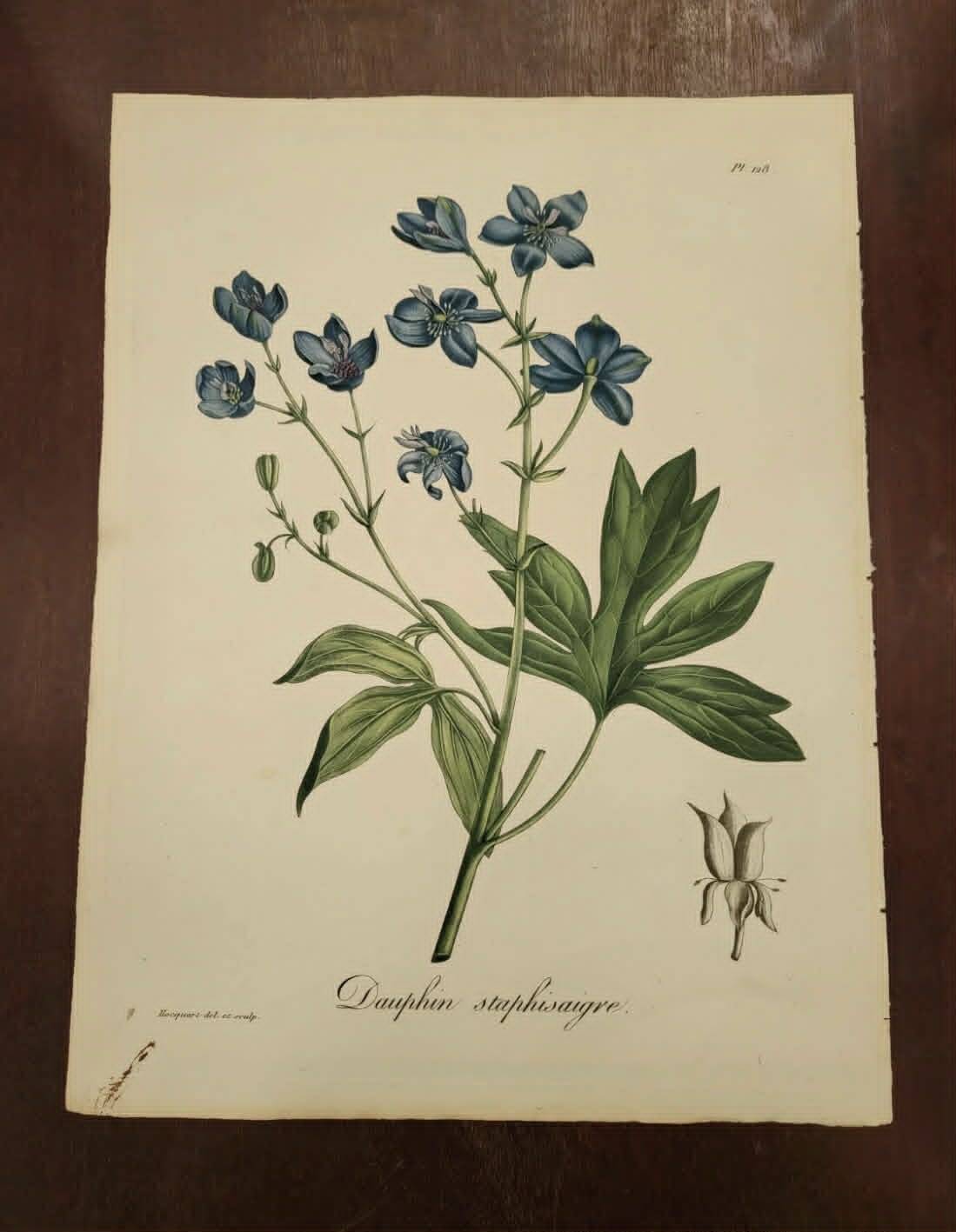 Medical phytography, dauphin staphisaigne hand-coloured, j. roques 1821