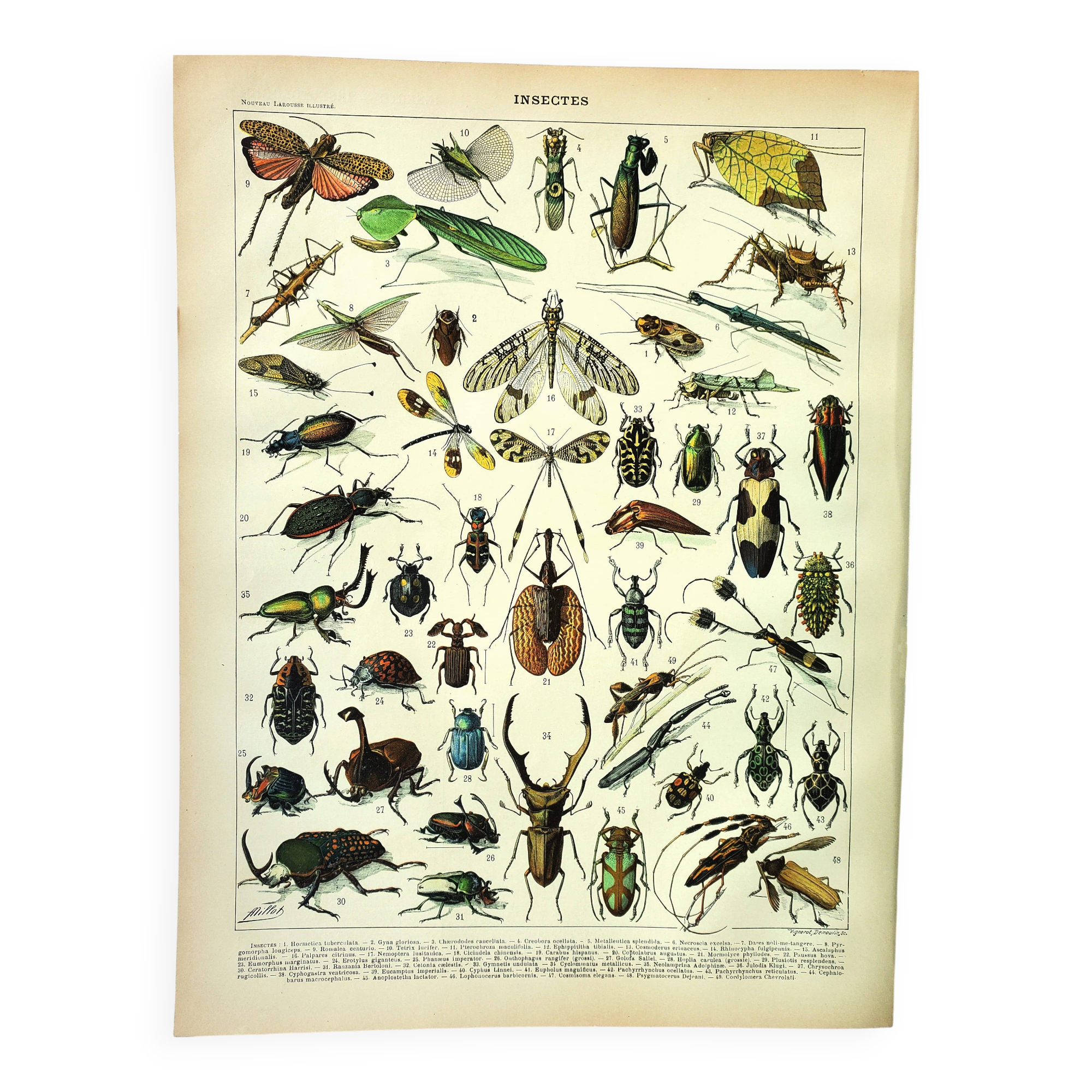 Antique Engraving - 1897 by A. Millot - Insects 2 - Vintage Lithograph