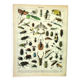 Antique Engraving - 1897 by A. Millot - Insects 2 - Vintage Lithograph