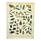 Antique Engraving - 1897 by A. Millot - Insects 2 - Vintage Lithograph
