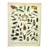 Ancienne Gravure - 1897 par A. Millot - Insectes 2 - Lithographie vintage