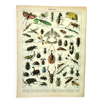Ancienne Gravure - 1897 par A. Millot - Insectes 2 - Lithographie vintage