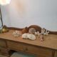 Shells and corals
