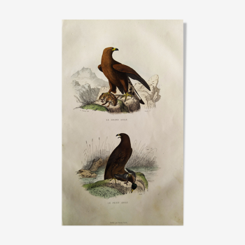 Ornithological Board "Aigles" Buffon 1840