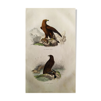 Planche Ornithologique "Aigles" Buffon 1840