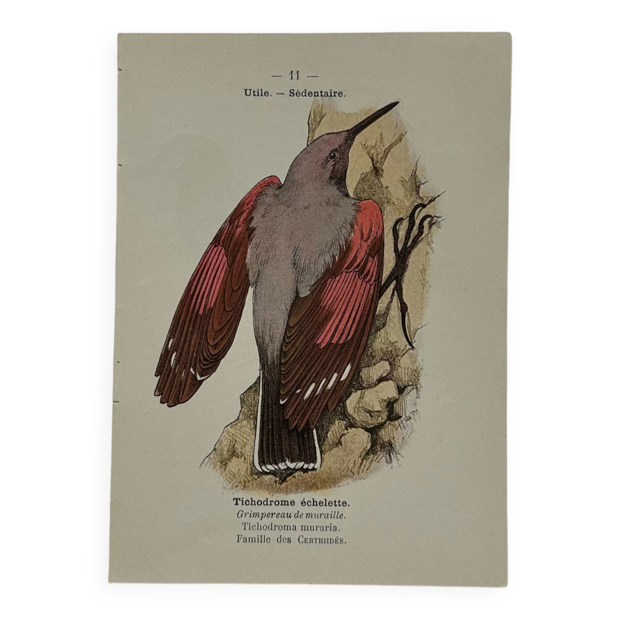 Planche Botanique Gravure oiseaux naturaliste  19eme recto verso  A