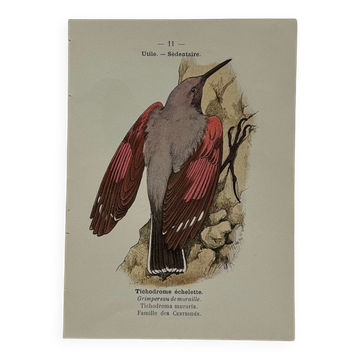 Botanical Plate Engraving of Birds Naturalist 19th Century Double-Sided A
