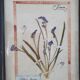 Herbarium frame