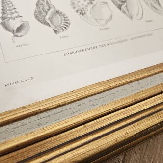 Planche Entomologie des mollusques