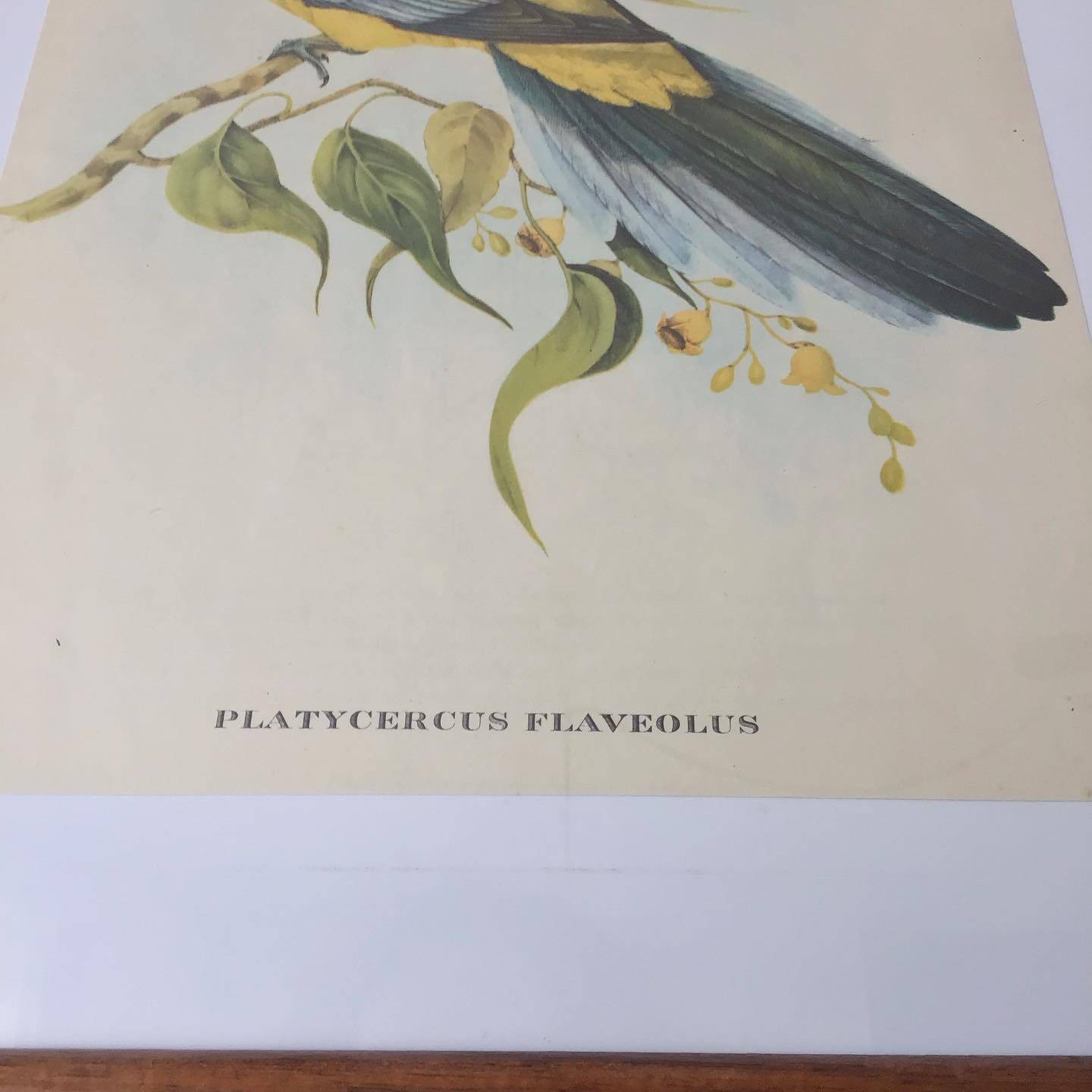 Vintage parakeet lithograph frame
