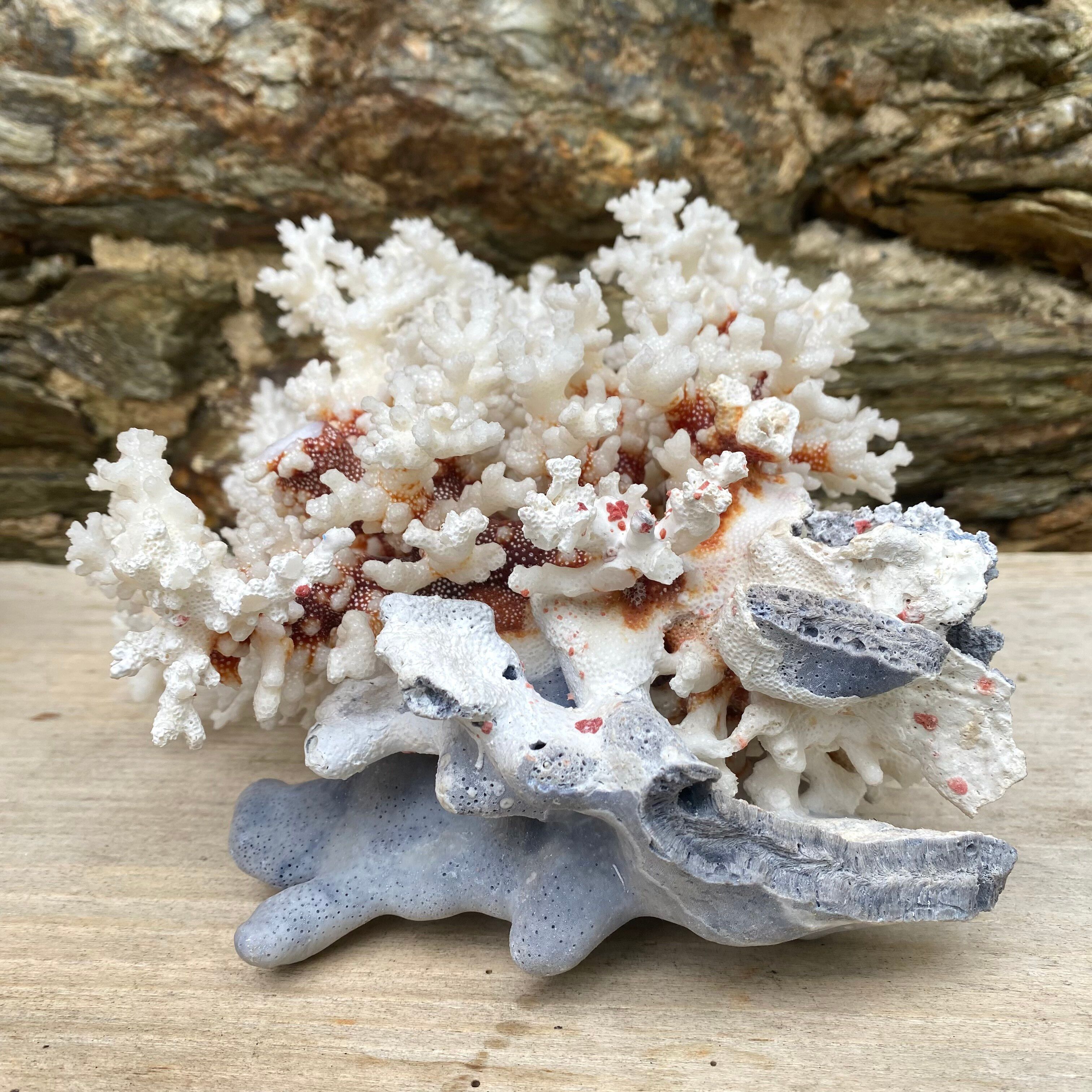 Grand corail blanc