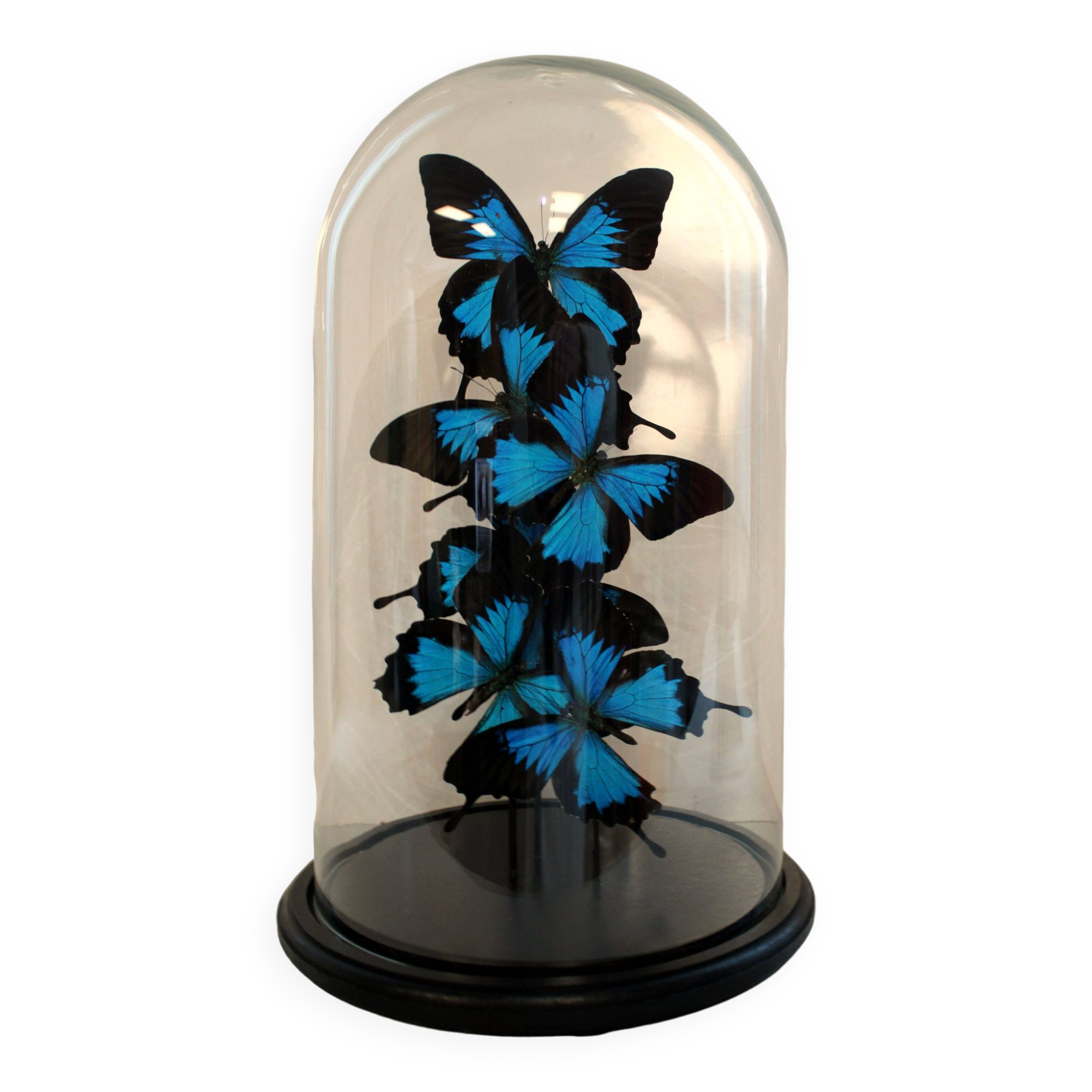 Flight of butterflies under globe.