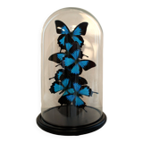 Flight of butterflies under globe.