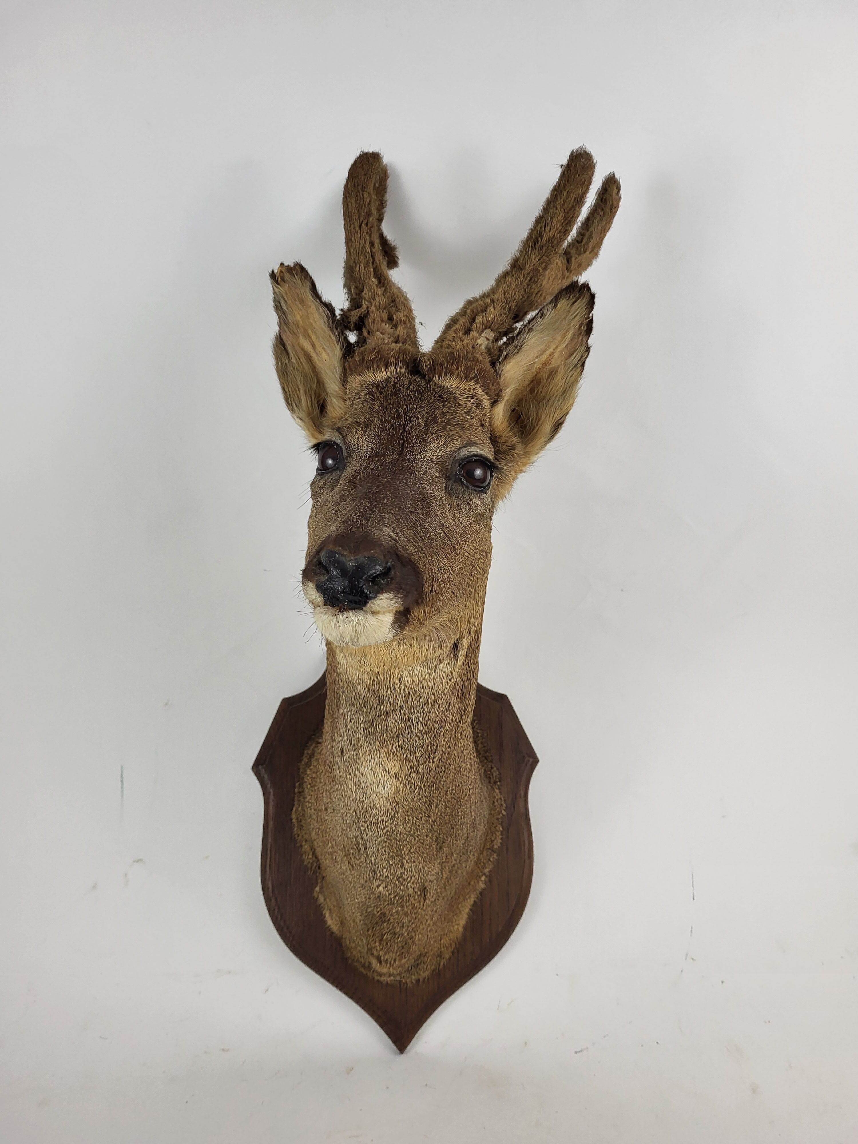 Stuffed and naturalized deer head Taxidermy