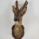 Stuffed and naturalized deer head Taxidermy