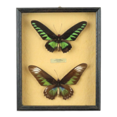 Framed Butterflies XL Malaysia Trogonoptera Brookiana Couple Taxidermy