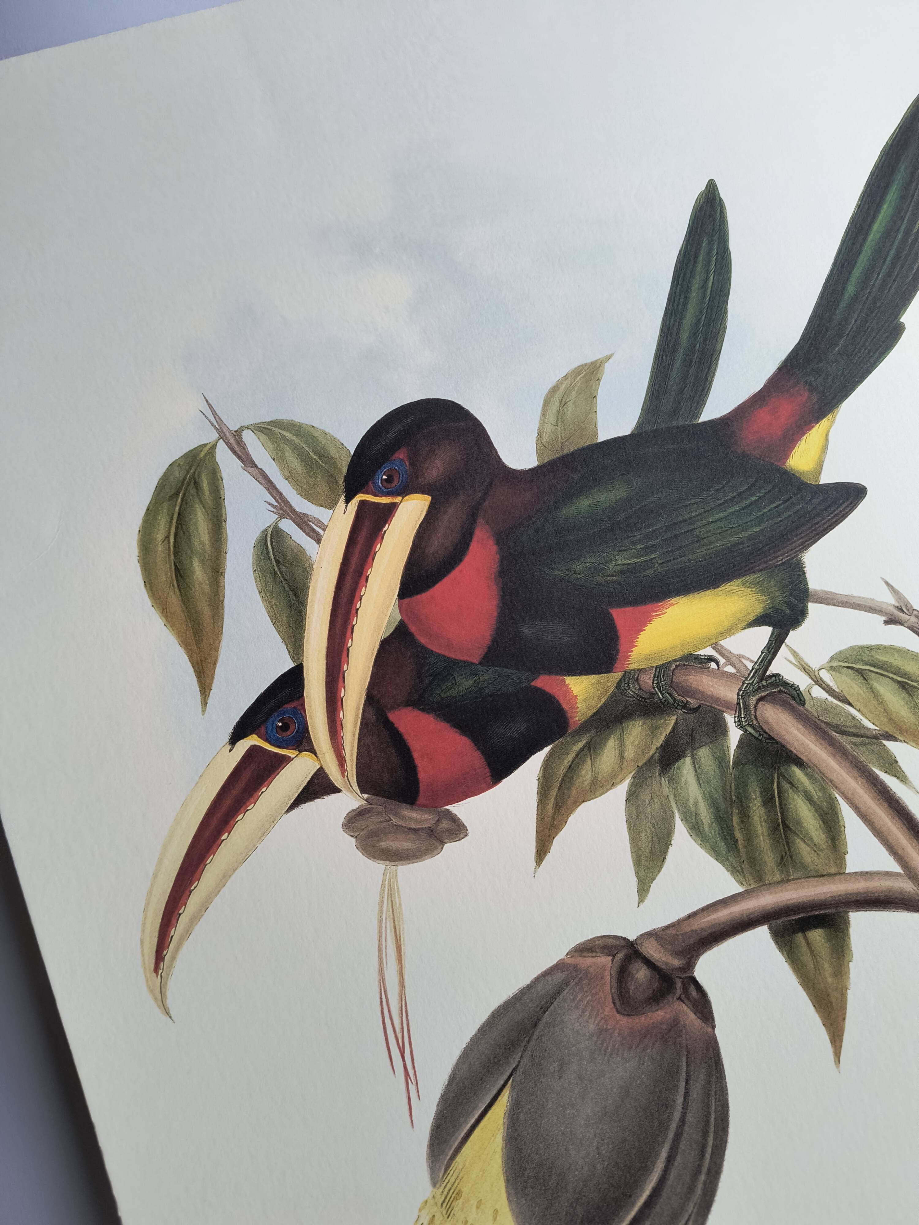 Illustration nature - Toucan Azarae - par Gould - planche jungle