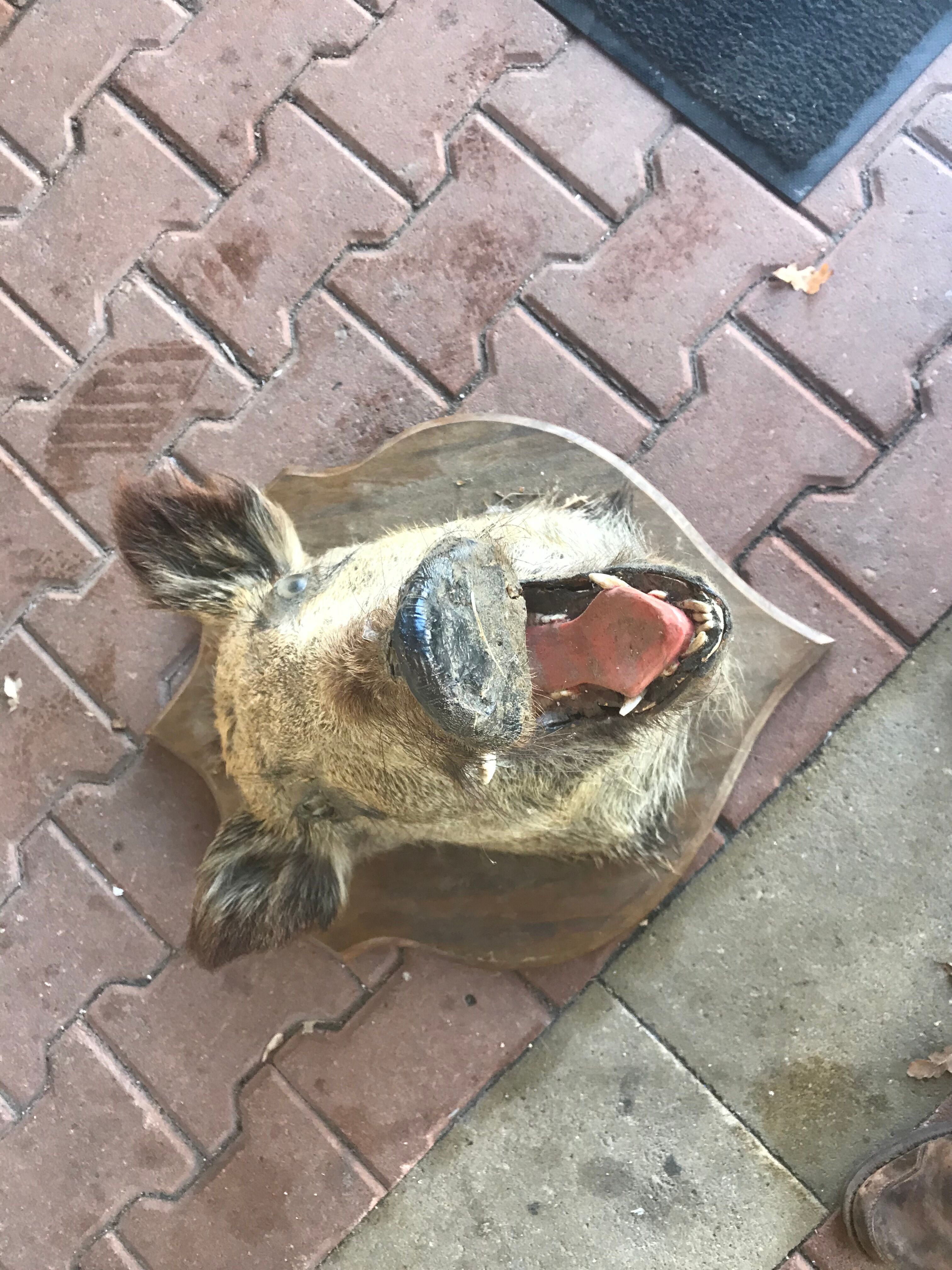 Trophy hunting boar's head