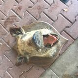 Trophy hunting boar's head