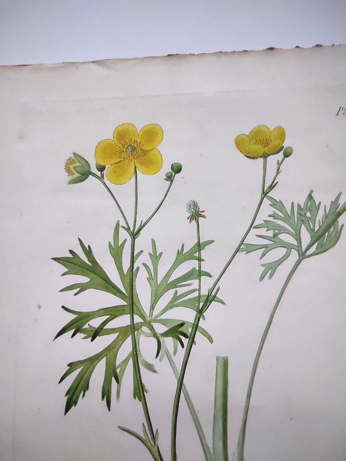 Antique botanical engraving from 1829 - Napel's buttercup - Plate