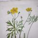 Antique botanical engraving from 1829 - Napel's buttercup - Plate