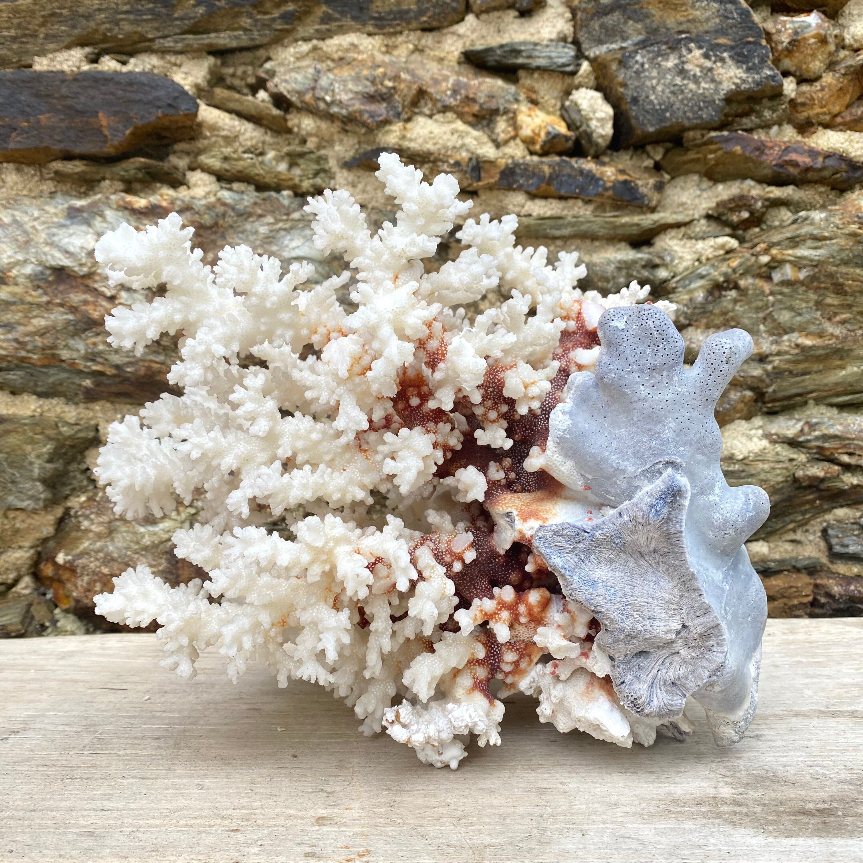 Grand corail blanc