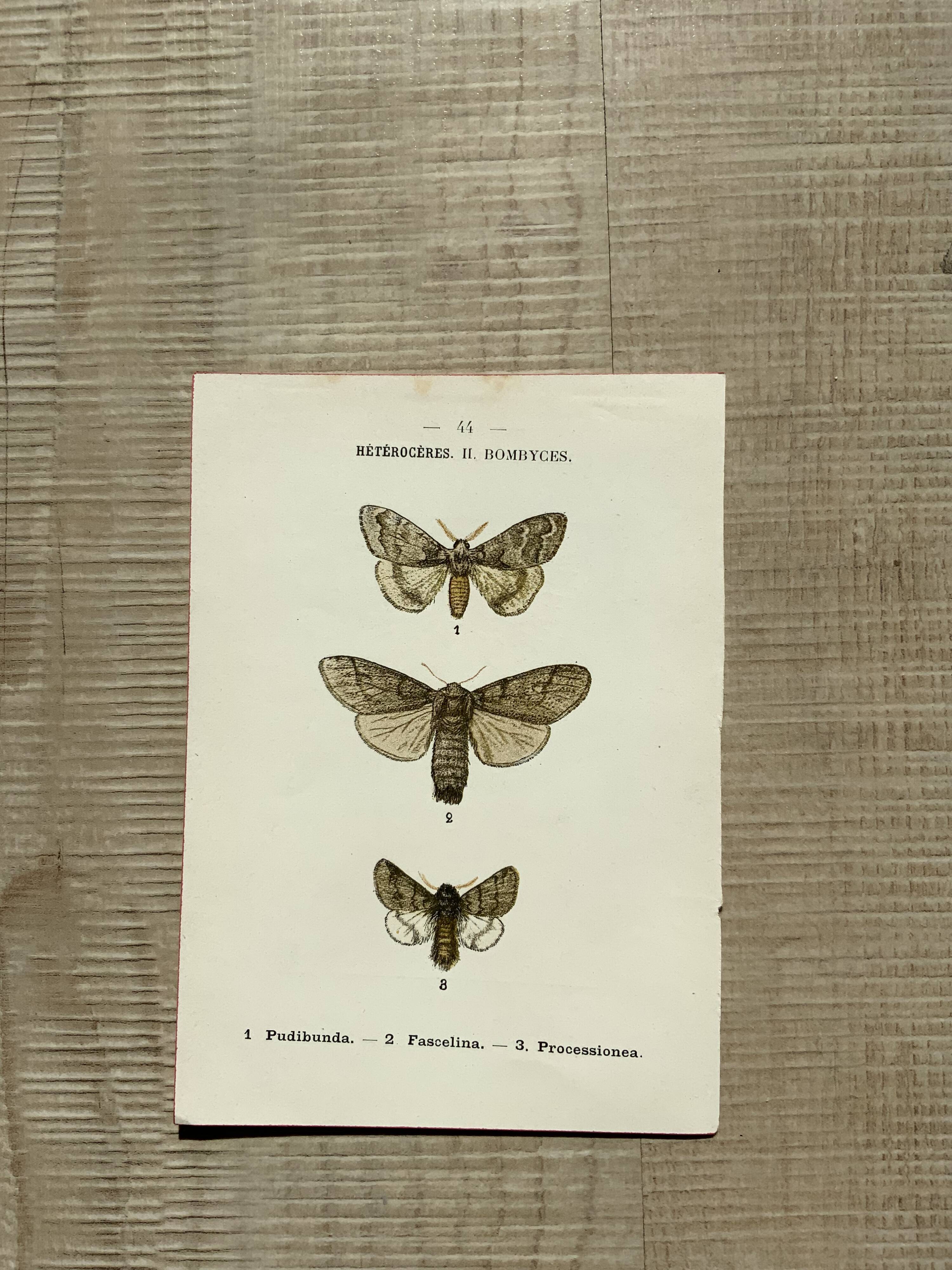 Planche botanique vintage gravure papillon ancienne 1903 double face G. Denise