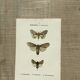 Planche botanique vintage gravure papillon ancienne 1903 double face G. Denise