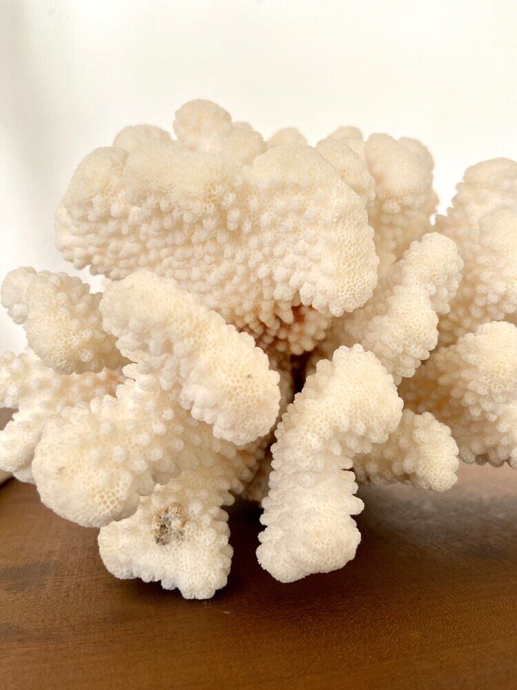 Acropora, corail blanc