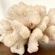 Acropora, corail blanc