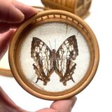 Bamboo Tray with 12 Colonial Style Butterfly Coasters