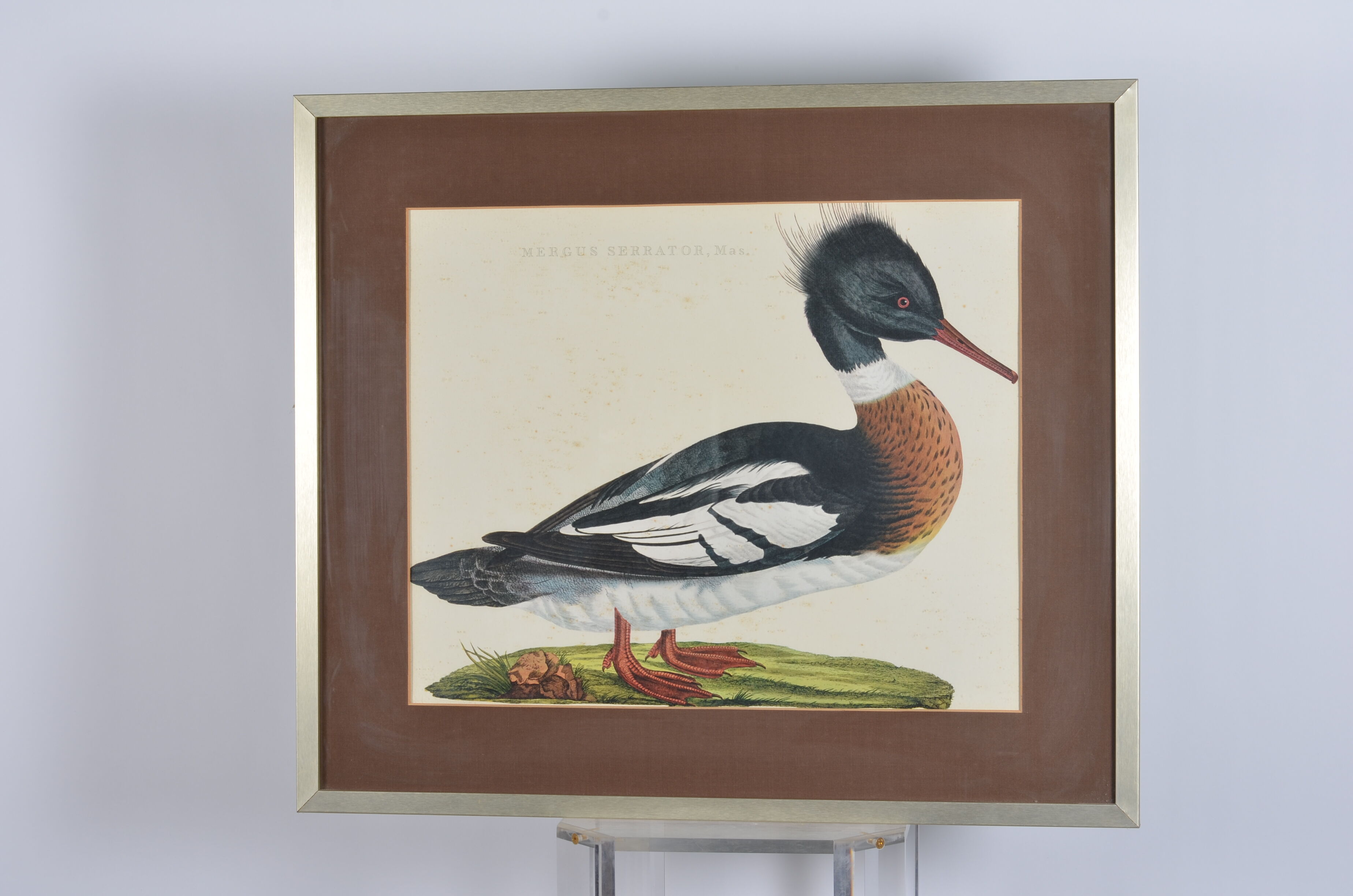 Animal lithography