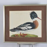 Animal lithography