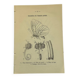 Botanical engraving butterflies double-sided naturalist plate Etching