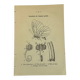 Gravure botanique papillons double face planche naturaliste Eau forte