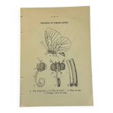 Gravure botanique papillons double face planche naturaliste Eau forte