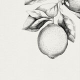 Painting " The Lemon Tree "
