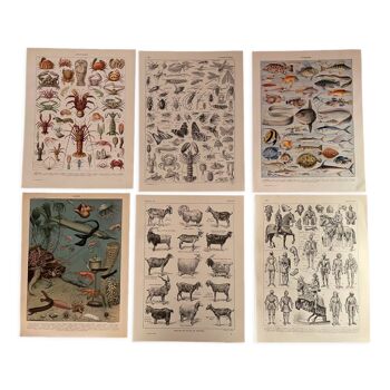 Lot de 6 lithographies XXe s